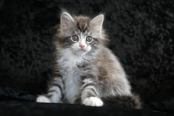 Porträt Eines Niedlichen Maine Coon Kätzchens Auf Schwarzem Hintergrund — Stockfoto