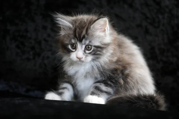 Porträtt Söt Maine Coon Kattunge Svart Bakgrund — Stockfoto