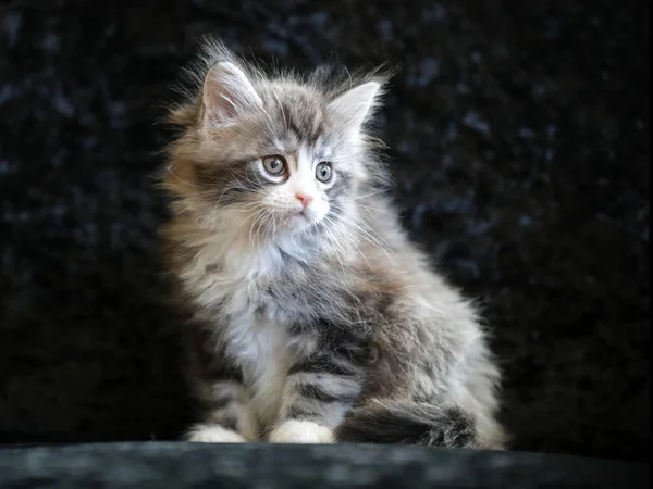 Porträtt Söt Maine Coon Kattunge Svart Bakgrund — Stockfoto