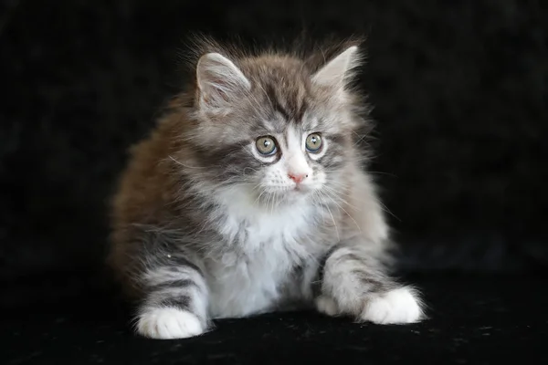 Porträtt Söt Maine Coon Kattunge Svart Bakgrund — Stockfoto