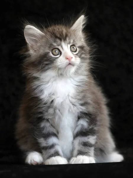 Porträt Eines Niedlichen Maine Coon Kätzchens Auf Schwarzem Hintergrund — Stockfoto