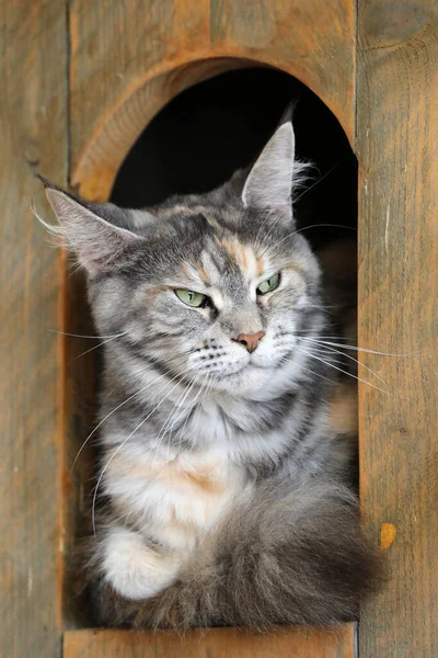 Retrato Belo Jovem Adulto Maine Coon Gato — Fotografia de Stock