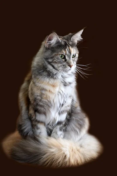 Portret Van Een Mooie Jonge Volwassene Maine Coon Kat — Stockfoto