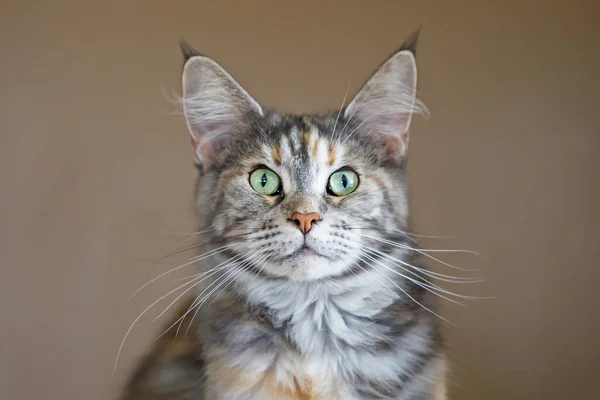 Retrato Belo Jovem Adulto Maine Coon Gato — Fotografia de Stock