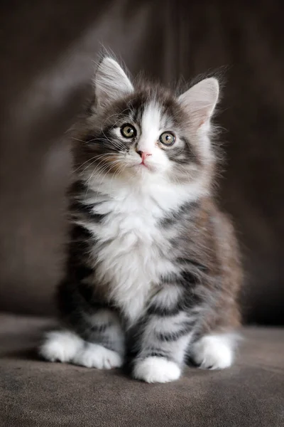 黑色背景的可爱的缅因州小猫咪的肖像 — 图库照片