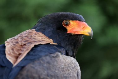 Bateleur 'un yakın portresi, Terathopius Equdatus, turuncu gagalı kuş. 
