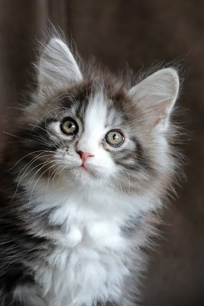 Maine Coon Gato Branco Cinza Casa Grande Animal Estimação Raça — Fotografia de Stock