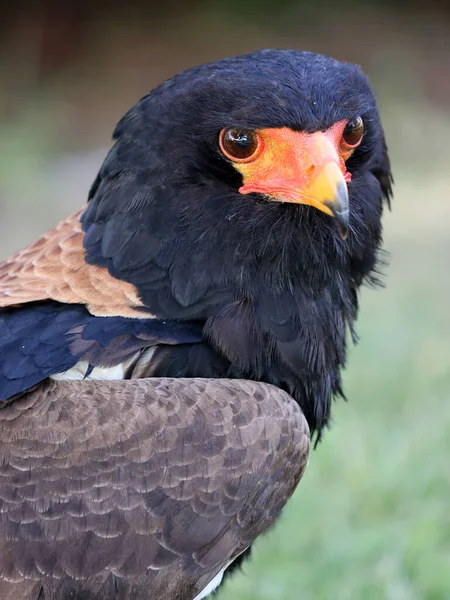 Close Portrait Bateleur Terathopius Ecaudatus Bird Orange Beak — Stock Photo, Image
