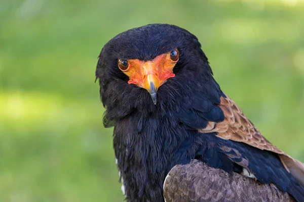 Close Πορτρέτο Του Bateleur Terathopius Ecaudatus Πουλί Πορτοκαλί Ράμφος — Φωτογραφία Αρχείου