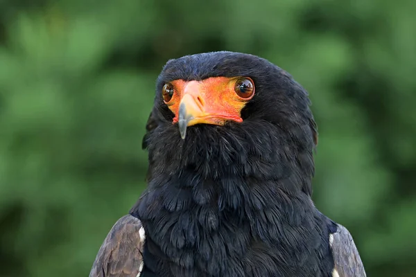 Close Πορτρέτο Του Bateleur Terathopius Ecaudatus Πουλί Πορτοκαλί Ράμφος — Φωτογραφία Αρχείου