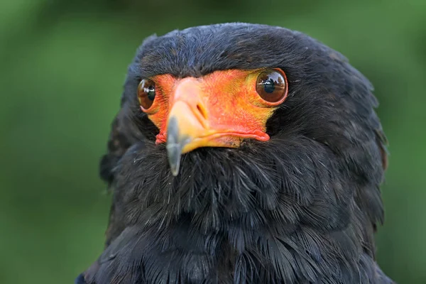 Primer Plano Retrato Bateleur Terathopius Ecaudatus Pájaro Con Pico Naranja — Foto de Stock