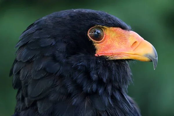 Közeli Portré Bateleur Terathopius Ecaudatus Madár Narancs Csőr — Stock Fotó