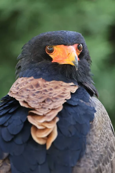 Zblízka Portrét Bateleura Terathopius Ecaudatus Pták Oranžovým Zobákem — Stock fotografie