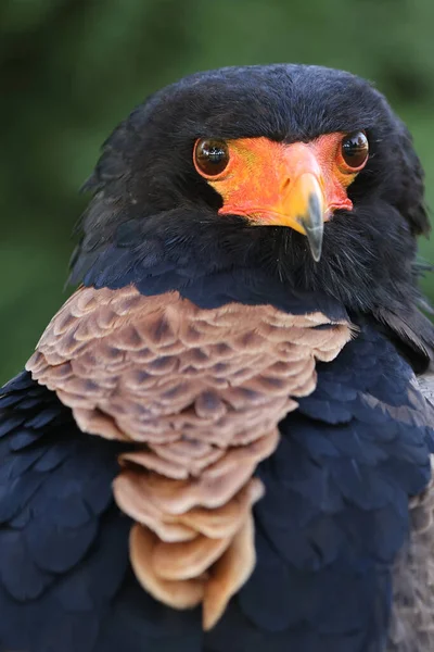 Bateleur Yakın Portresi Terathopius Equdatus Turuncu Gagalı Kuş — Stok fotoğraf