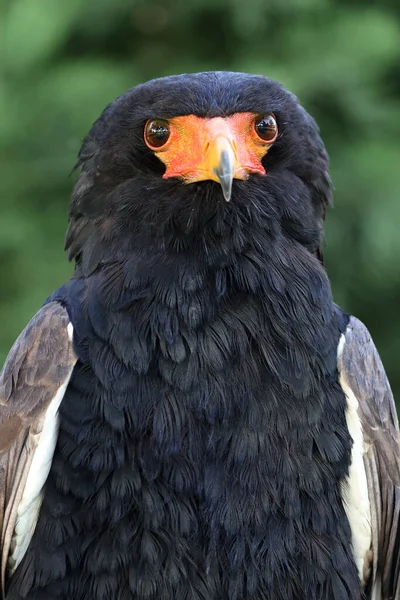 Primer Plano Retrato Bateleur Terathopius Ecaudatus Pájaro Con Pico Naranja —  Fotos de Stock