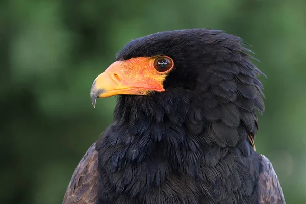 Ritratto Ravvicinato Bateleur Terathopius Ecaudatus Uccello Con Becco Arancione — Foto Stock
