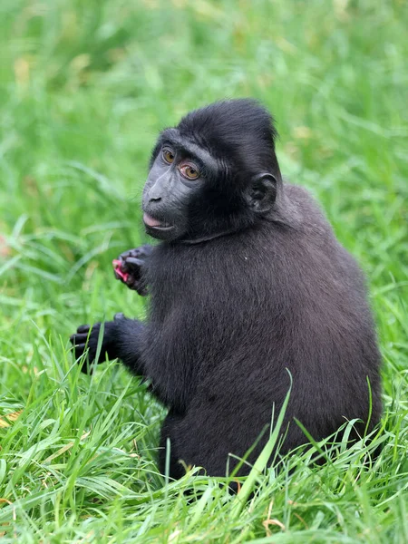 Dětská Opice Trávě Chocholatá Makaka Macaca Nigra Černá Opice — Stock fotografie