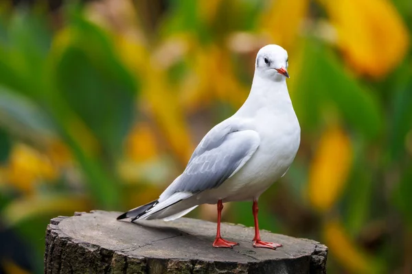 Chroicocephalus Ridibundus Weiße Vögel Auf Baumstamm — Stockfoto