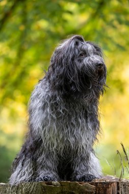 evcil hayvan, Hollanda çoban köpeği, Schapendos 