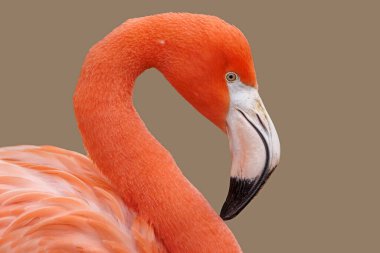 Parlak kırmızı Amerikan flamingosu, kapat 