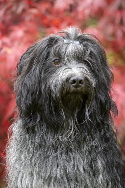 evcil hayvan, Hollanda çoban köpeği, Schapendos 