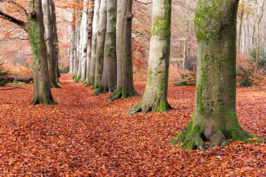 Sonbahar mevsimi, ormanda sonbahar, ağaçlar ve renkli yapraklar. 