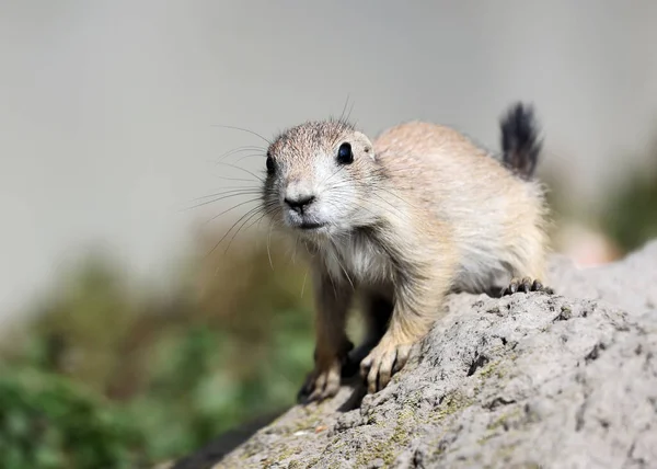 Perro Pradera Género Cynomys Lindo Pequeño Roedor — Foto de Stock