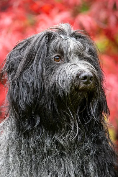 Mascota Doméstica Perro Pastor Holandés Schapendoes —  Fotos de Stock