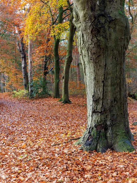 秋天在森林里 树木繁茂 树叶斑斓 — 图库照片