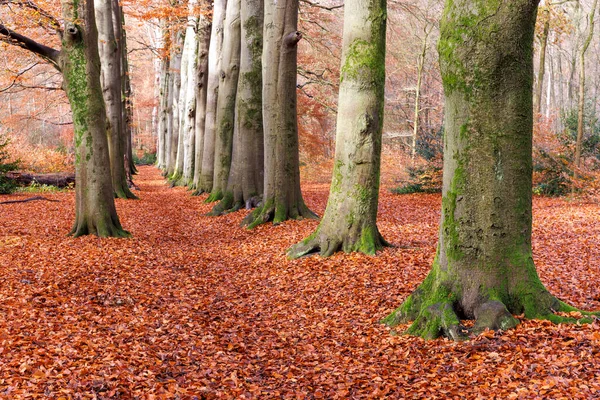 Sonbahar mevsimi, ormanda sonbahar, ağaçlar ve renkli yapraklar. 
