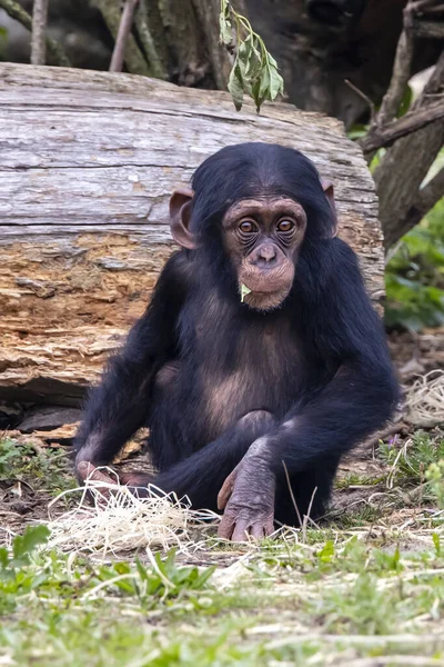 Baby Kis Csimpánz Főemlős Pan Troglodytes — Stock Fotó