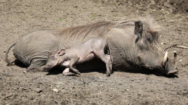 Yaygın yaban domuzları, yerde yatan Phacochoerus africanus