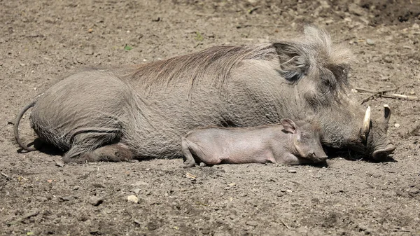 常见的疣猪 非洲锥虫 躺在地上 — 图库照片