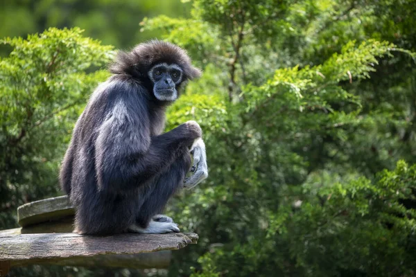 Lar Gibbon Υλομπάτες Lar Ασπρουλιάρης Gibbon Στο Δάσος Ζούγκλα — Φωτογραφία Αρχείου