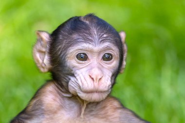 Barbar maymun, Macaca Sylvanus, şirin küçük maymun. 