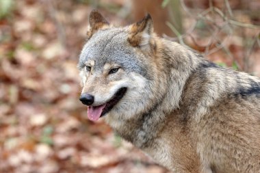 Avrasya kurdu, köpek lupus açık havada. 