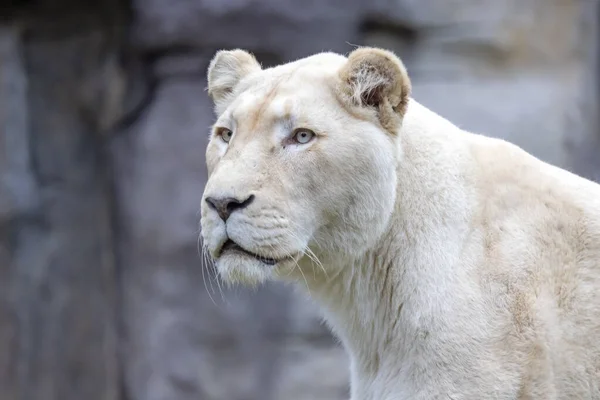 白い毛皮のライオン パンテラ — ストック写真