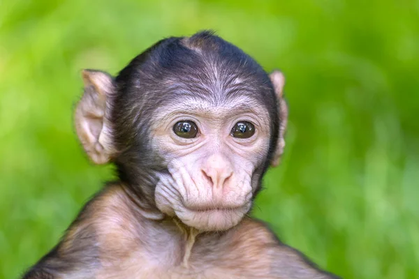 Barbary Macaque Macaca Sylvanus Słodka Małpka — Zdjęcie stockowe