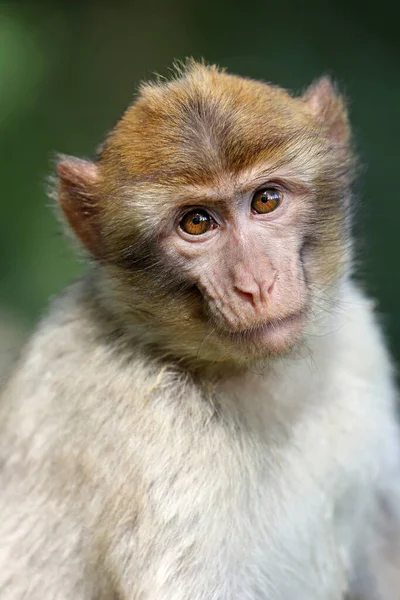 Macaco Berberisco Macaca Sylvanus Retrato Cabeza Primates — Foto de Stock