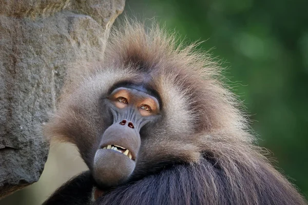 Männliche Gelada Theropithecus Gelada Behaarte Primaten Gesichtsausdruck — Stockfoto