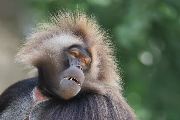 Gelada Masculina Gelada Theropithecus Primate Peludo Expresión Facial — Foto de Stock