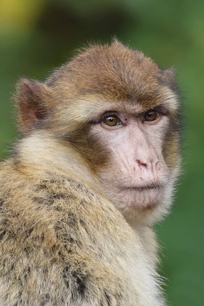 Barbaarse Makaak Macaca Sylvanus Primaat Hoofd Portret — Stockfoto