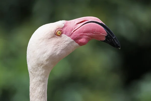 Close Pássaro Flamingo Rosa Phoenicopterus — Fotografia de Stock