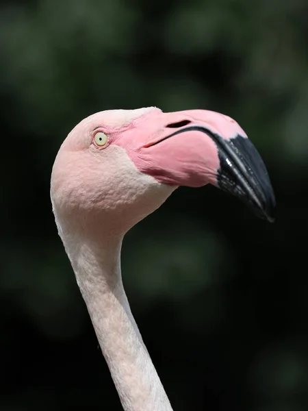 Крупный План Розовая Птица Фламинго Phoenicopterus — стоковое фото