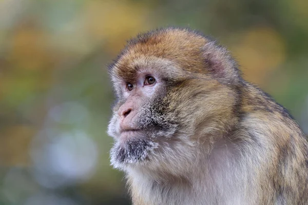 Macaco Bárbaro Macaca Sylvanus Retrato Cabeça Primata — Fotografia de Stock