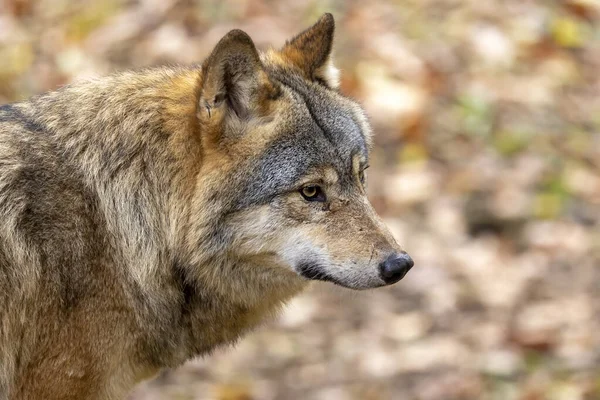 Euroasijský Vlk Canis Lupus Lupus Venku — Stock fotografie