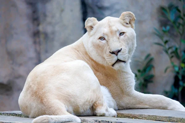 Weißes Fell Löwin Panthera Leo — Stockfoto