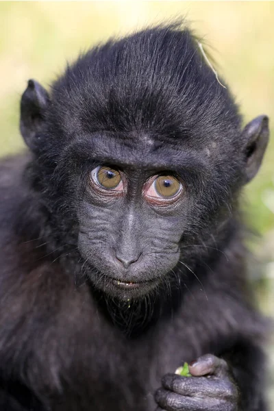Portret Małpki Crested Macaque Macaca Nigra Czarna Małpa — Zdjęcie stockowe