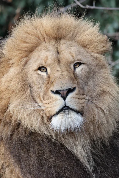 Porträt Von Löwe Panthera Leo Raubtier — Stockfoto