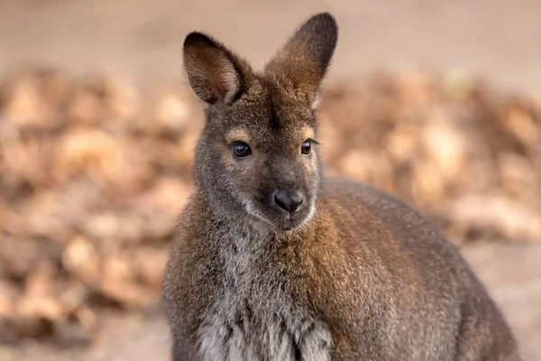 Een Rode Necked Wallaby Kangoeroe Buiten — Stockfoto